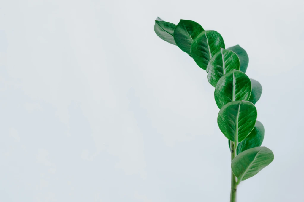 Zweig einer Zamioculcas-Pflanze mit glänzenden Blättern vor hellem Hintergrund