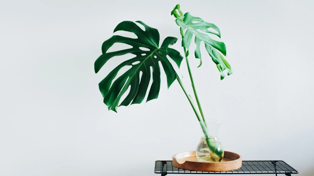 Monstera-Blatt in Glasvase auf rundem Holzbrett und schwarzem Drahtgestell